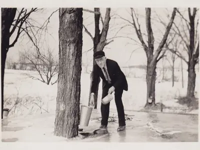 Man tapping trees for maple sap.
