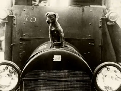 Puppy on hood of vehicle.